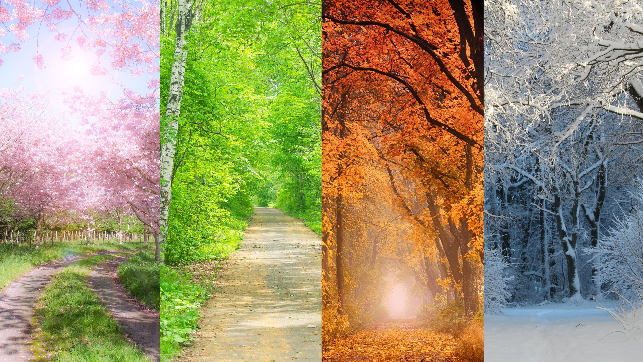 A path through trees in each of the four seasons, left to right. Pink cherry blossom trees. Green trees. Trees with autumn leaves. Snowy trees.